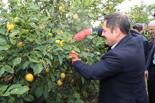 Valimiz Mustafa MASATLI Arsuz İlçemizde Limon Hasadına Katıldı 